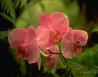 Flowers wallpaper 028