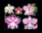Flowers wallpaper 030