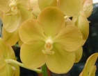 Flowers wallpaper 031