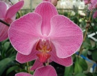 Flowers wallpaper 032
