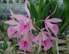 Flowers wallpaper 033
