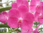 Flowers wallpaper 034