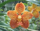 Flowers wallpaper 035
