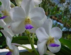 Flowers wallpaper 037