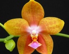 Flowers wallpaper 038