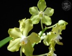 Flowers wallpaper 039
