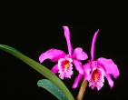 Flowers wallpaper 043
