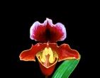 Flowers wallpaper 044
