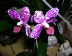 Flowers wallpaper 045
