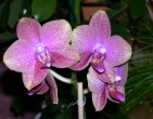 Flowers wallpaper 047