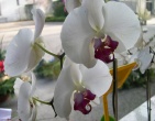 Flowers wallpaper 048