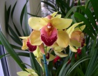 Flowers wallpaper 049