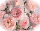 Flowers wallpaper 053