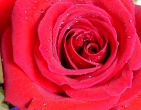Flowers wallpaper 055