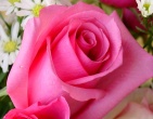 Flowers wallpaper 056