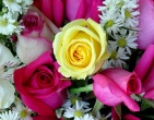 Flowers wallpaper 058