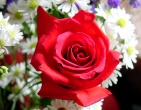 Flowers wallpaper 061