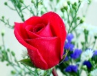 Flowers wallpaper 063