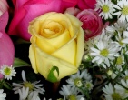Flowers wallpaper 064