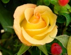 Flowers wallpaper 065
