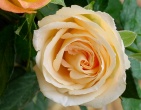 Flowers wallpaper 067