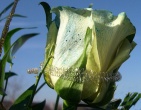 Flowers wallpaper 070
