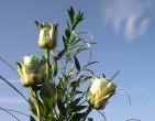 Flowers wallpaper 071
