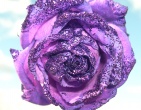 Flowers wallpaper 072