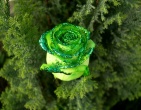 Flowers wallpaper 073