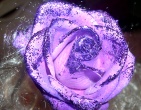 Flowers wallpaper 074