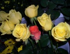 Flowers wallpaper 080