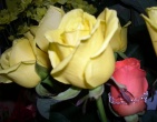 Flowers wallpaper 081