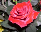 Flowers wallpaper 083