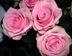 Flowers wallpaper 086