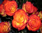 Flowers wallpaper 087