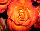 Flowers wallpaper 088