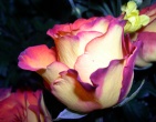 Flowers wallpaper 089