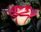 Flowers wallpaper 092