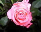 Flowers wallpaper 095