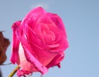 Flowers wallpaper 096