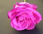 Flowers wallpaper 097
