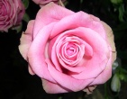 Flowers wallpaper 098
