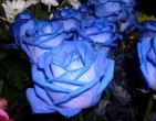Flowers wallpaper 100