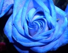 Flowers wallpaper 101