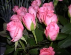Flowers wallpaper 102
