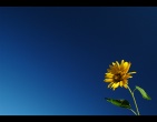 Flowers wallpaper 103
