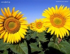 Flowers wallpaper 104