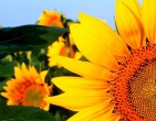 Flowers wallpaper 105