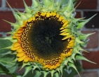 Flowers wallpaper 107