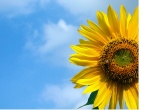 Flowers wallpaper 108